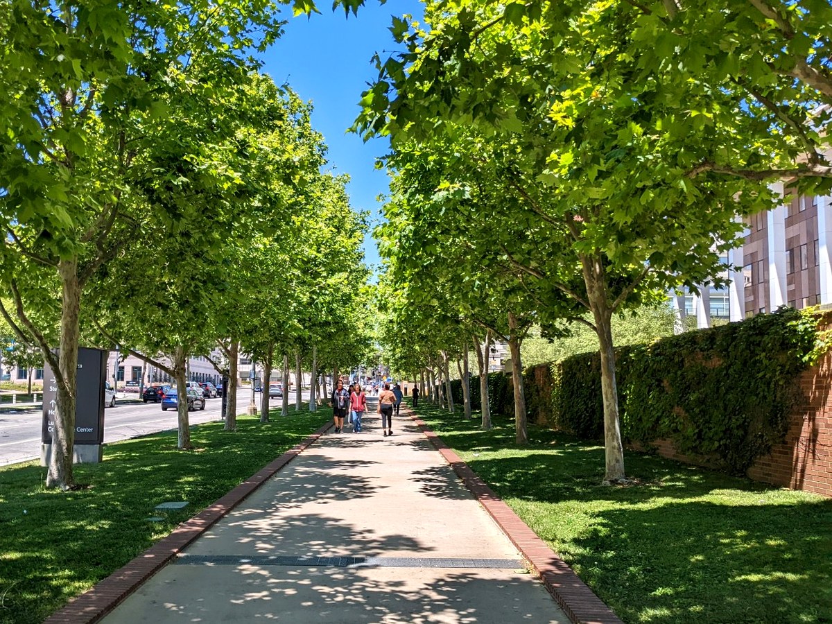 Tree-lined walkway on the UCLA campus