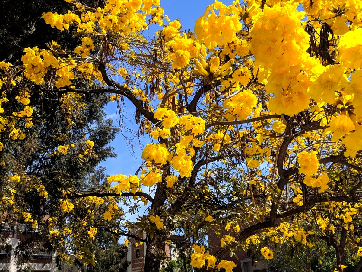 Yellow flowers blooming on the UCLA campus